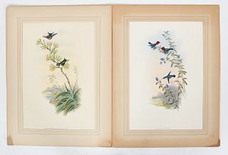 Two John Gould Hand-Colored Hummingbird Prints
