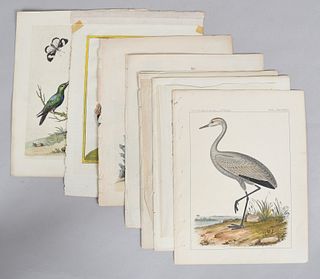 A Group of George Edwards Bird Prints