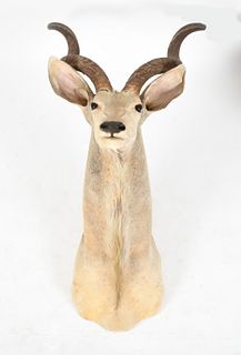 African Greater Kudu Taxidermy Shoulder Mount