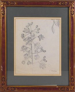 Fidelia Bridges, Manner of:  Botanical Sketch