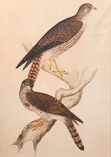 Attributed John James Audubon Watercolor Painting