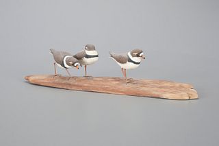 Semipalmated Plover Trio by Mark Holland