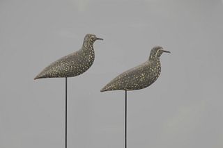 The Ely-Norcross Golden Plover Pair