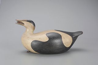 Eider with Mussel by Mark S. McNair (b. 1950)