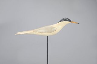 Tern by Colin S. McNair (b. 1986)