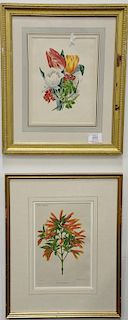 Group of eight framed engravings and lithographs to include seven handcolored flower prints, two orange fruit colored etching