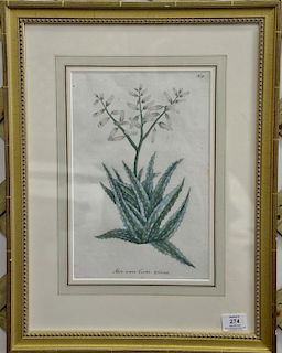 After Johann Wilhelm (1683-1741) pair of Weimann engravings Studies of Aloe Plants including Aloe Vera Costa Spinosa (ss 13"