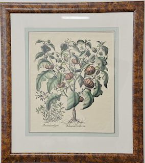 Two large plant and flower prints including Solanum Pomiferum in burl frame (ss 19 1/4" x 16 1/2") and after John Audubon Bab