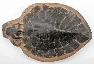 Fossilized Tortoise Shell