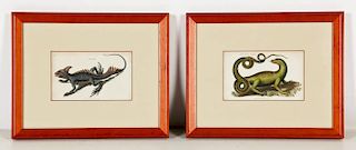 2 Hand-colored Lizard Prints
