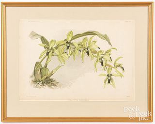 Six Joseph Mansell orchid lithographs