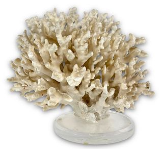 Large Coral Specimen Attached To Lucite Base