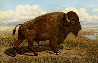 Julius Holm (1855-1930) The American Bison at Jackson Hole, Yell 1906