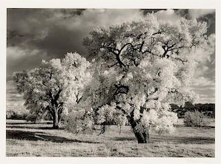 Craig Varjabedian (b. 1957) Cottonwood Trees No. 5 Near La Cienega 1998