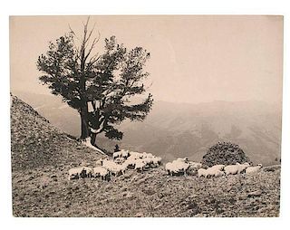 Charles J. Belden Photograph of Grazing Sheep 