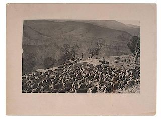 Charles J. Belden Photograph of a Cowboy Herding Cattle 