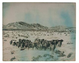 Charles J. Belden Photograph of a Herd of Bighorn Sheep 