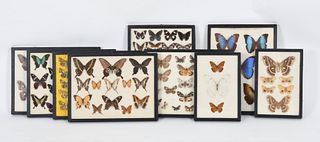 Nine Lepidopterology Butterfly Specimen Displays