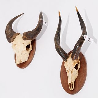 European style trophies, gazelle & water buffalo