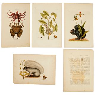 Mark Catesby, (4) hand-colored engravings