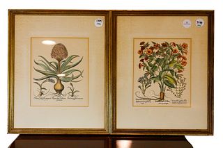 PAIR OF FRAMED FRENCH HORTICULTURAL PRINTS