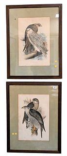 A Pair of John Gould Colored Lithographs