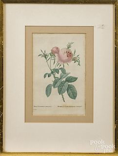 Four botanical lithographs, 19th c., 8 1/2'' x 5 3/4'', together with a botanical etching