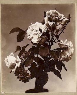 Braun, Adolphe - zugeschrieben
Rosen (und) Obstbau