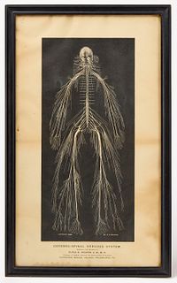 Spinal Nervous System Print