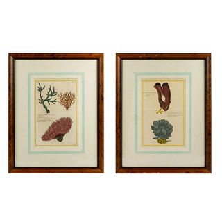 Pair of Antique Botanical Lithographic Prints