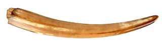 Fossilized Walrus Tusk.