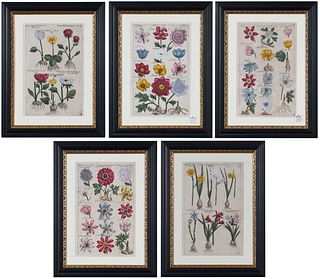 Five Emanuel Sweert Botanical Engravings
