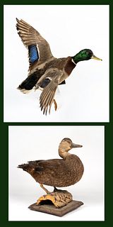 Two Vintage Taxidermy Ducks/Mallards