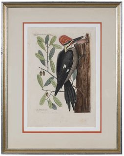 Mark Catesby, Woodpecker