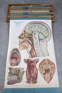 Set of 10 AJ Nystrom American Frohse Anatomical Charts in Oak Crate, 1918