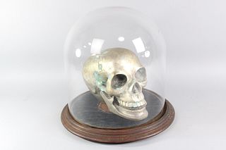 Life Size Nickel Plated Metal Human Skull Sculpture in Glass Dome