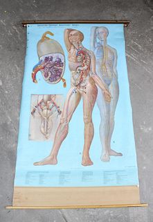 Denoyer-Geppert Anatomy Series KL7 Lymphatic System Science Chart