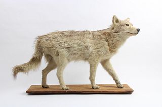 Taxidermy Full Body Gray Coyote