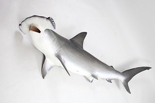 89 in Fiberglass Hammerhead Shark w/Real Teeth