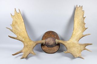 Large 51-in Moose Antler Trophy Mount with 26 Points