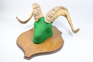 Large Ram Horns Wood Wall Mount