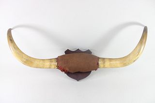 Taxidermy Bull Horns Mounted on Wood Shield