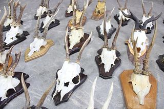 Lot of 30 Mounted Animal Skulls, European Roe Deer
