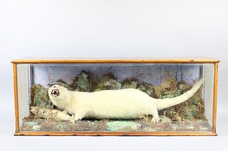 Taxidermy White Otter with Fish in Glass Curio Display Case