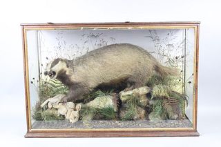 Taxidermy Badger with Rabbit in Curio Glass Display Case