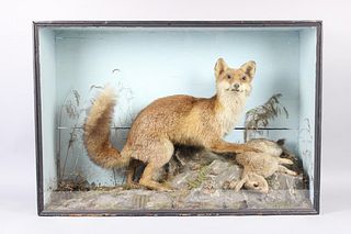 Taxidermy Fox with Rabbit in Glass Curio Display Case