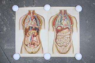Pair of Anatomical Charts, Human Internal Organs in Color