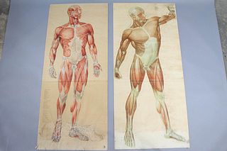 Pair of 1920s Life Size Medical Anatomical Chart,Muscle