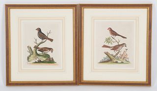 Two George Edwards Bird Prints