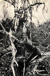 Peter Hill Beard, Cheetah Surveying Impala, Seconds Before The Kill, 1960s